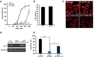 Vibrio vulnificus RtxA1 Toxin Expression Upon Contact With Host Cells Is RpoS-Dependent